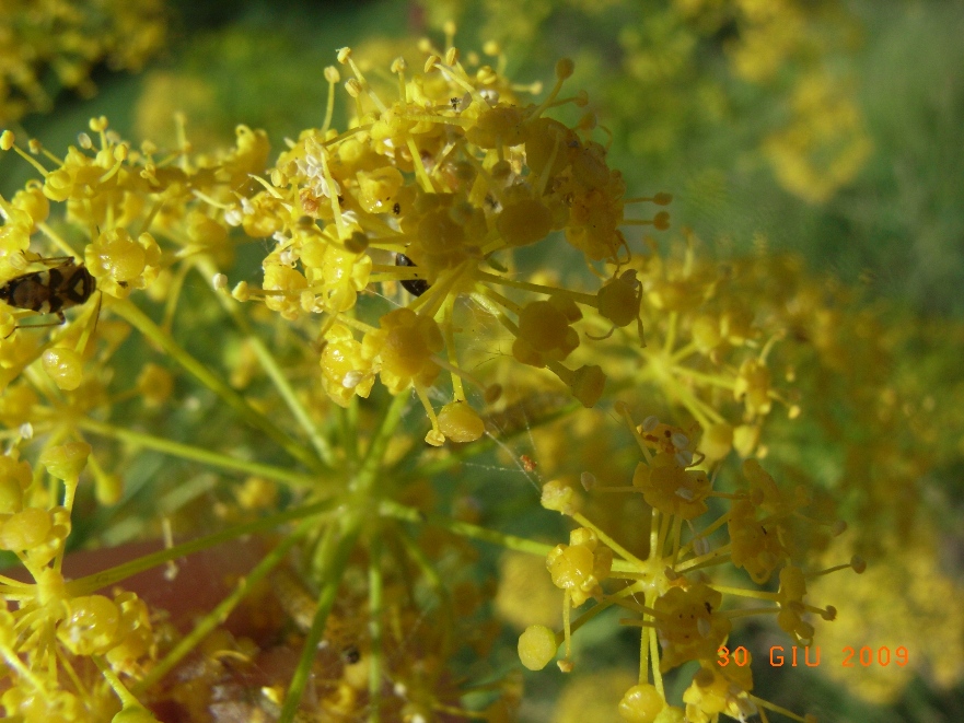 Opopanax chironium / Opopanide comune